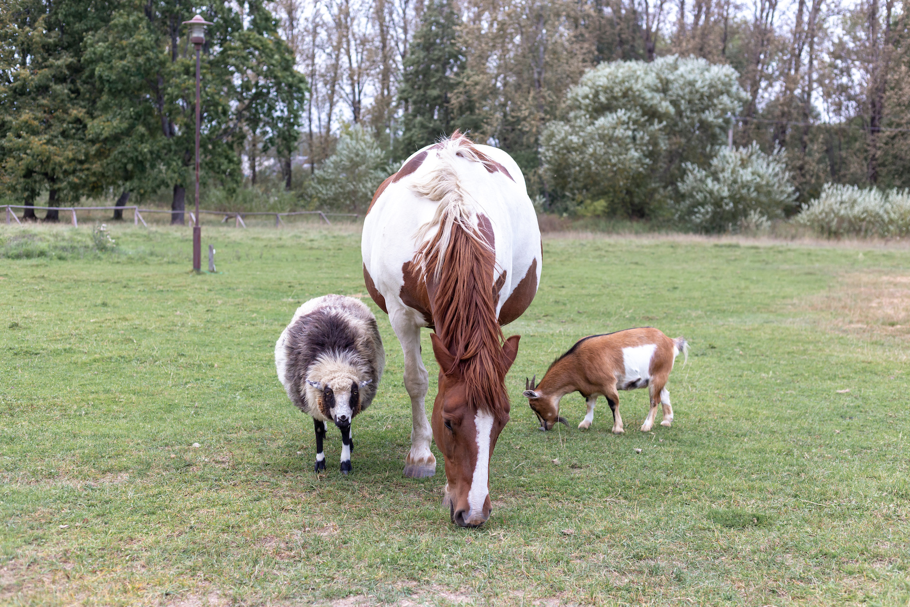 how-often-to-worm-horses-and-sheep-mother-earth-news